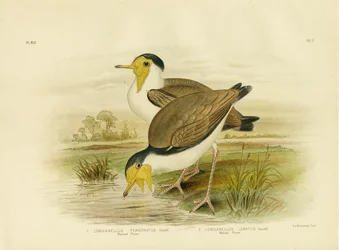 Kiebitz, 1891